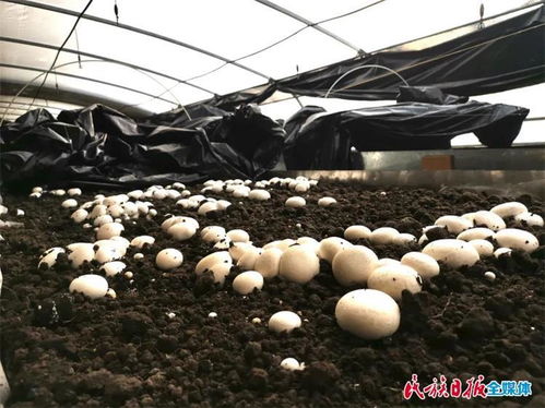 臨夏市菌種培育 從實驗室到田間的科技興農之路