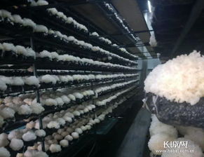縣域經濟特色 魏縣智慧農業與菌種培育提升產業扶貧實效