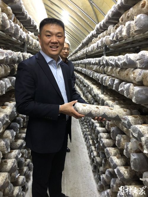 山東食用菌生產調查（上） 工廠化生產與合作社經營的菌業新生態
