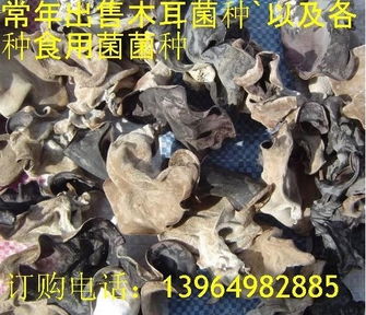 菌種培育的智慧實踐 山東省魚臺縣科達食用菌種植專業合作社的創新路徑
