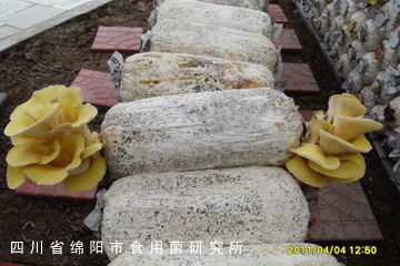 榆黃蘑栽培技術培訓 從菌種培育到高產管理全指南