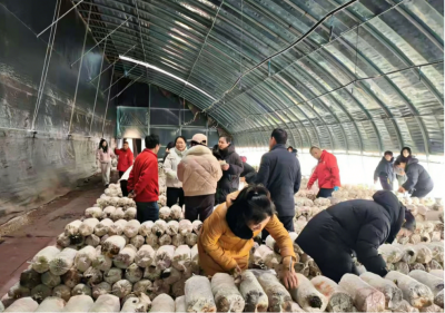 濰坊市農(nóng)業(yè)科學院菌種培育 科技賦能農(nóng)業(yè)新篇章
