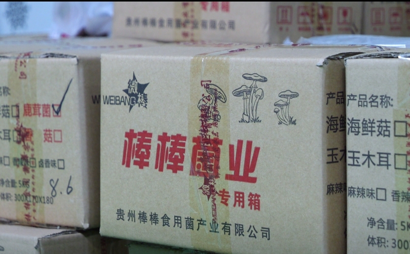 新春走基層 | 稻耳輪作保糧增收 印江縣積極打造食用菌全產(chǎn)業(yè)鏈