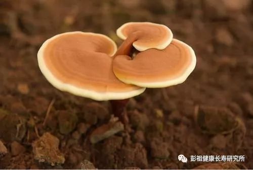 如何選擇優(yōu)質(zhì)靈芝菌種進(jìn)行科學(xué)培育