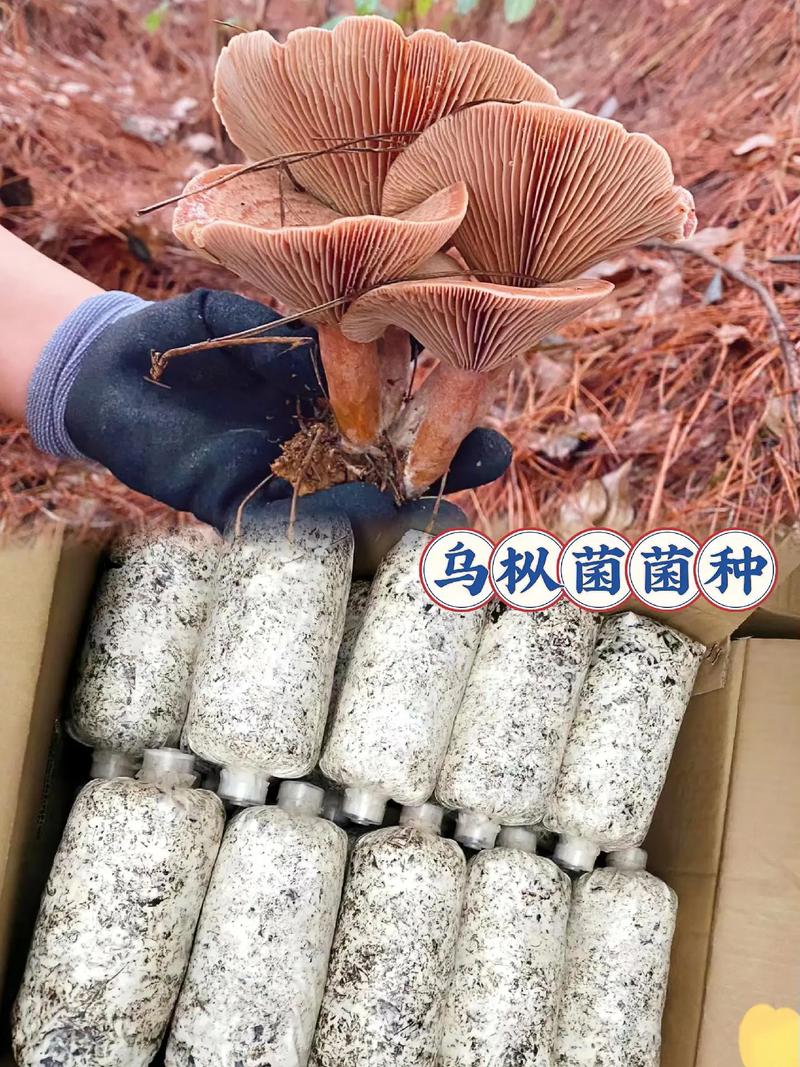 人工培育烏樅菌原種菌種B 技術(shù)與應(yīng)用的探索