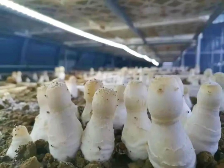 肅州 特色食用菌撐起鄉(xiāng)村振興“富民傘”
