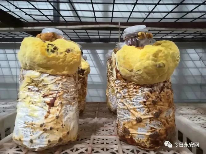 菌種培育技術(shù)的關(guān)鍵突破 縮短培育周期、提高菌種純度、接種存活率與產(chǎn)量