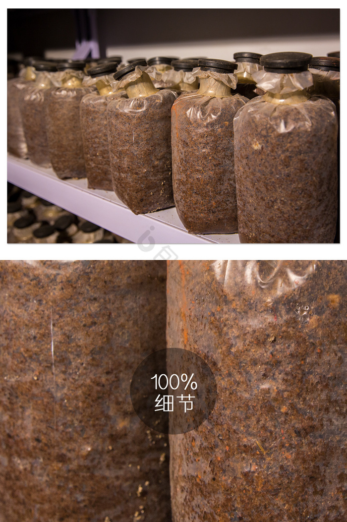 針金菇種植與菌種培育全指南