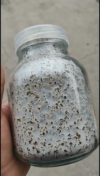 鹿茸菇菌種優(yōu)質(zhì)培育與安徽碭山發(fā)貨指南