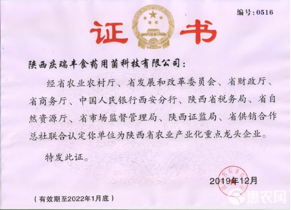 茯苓高產(chǎn)優(yōu)質(zhì)菌種QF1號(hào)與QF2號(hào)——食藥用菌大個(gè)頭高產(chǎn)量培育技術(shù)指南
