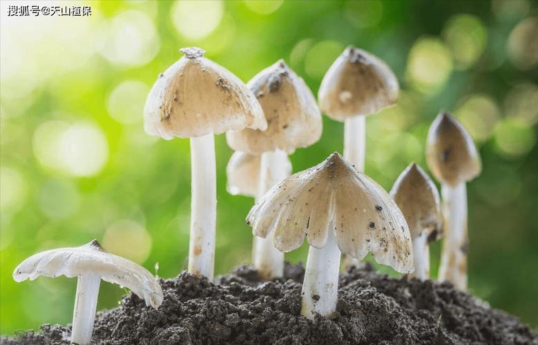 菌種是怎么培育出來(lái)的