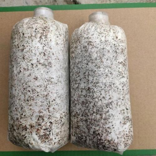 毛慈菇果夾,濱秋子果夾培育苗菌種