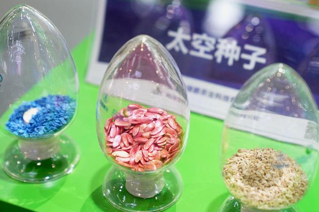 已完成40多次航天育種搭載實(shí)驗(yàn),先后利用各類航天器搭載植物種子,菌種