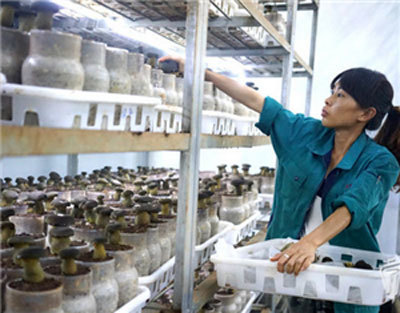 全球首個牛肝菌培育基地落戶景洪 菌種培育技術大突破